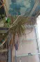 Драцена маргината Dracaena marginata, снимка 2