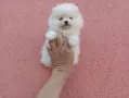 Чисто бели Померанчета. Реални снимки !!!, снимка 18