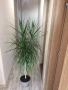 Драцена, снимка 3