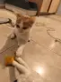 Подарявам котенца, снимка 1