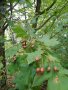 Брекина (Sorbus terminalic) плодно медоносно дърво, снимка 1 - Градински цветя и растения - 30347880