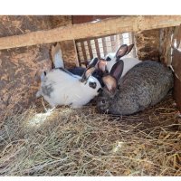Зайци, снимка 3 - Други животни - 44157003