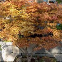 Японски клен(Катсура)\Acer palmatum Katsura, снимка 8 - Градински цветя и растения - 39938257