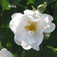 Разсад маслодайни рози, снимка 2 - Градински цветя и растения - 42641069