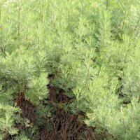 Лечебен пелин, храстовиден пелин (Artemisia abrotanum), снимка 2 - Градински цветя и растения - 37505802