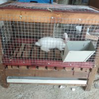 Клетка за зайци , снимка 6 - Други стоки за животни - 42283556