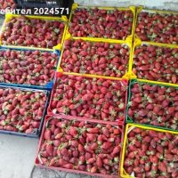 Сорт ягоди- Зенга- Зенгана, снимка 2 - Разсади - 32182348