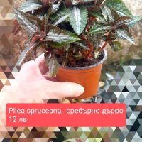 7 растения за продажба за отглеждане в саксия , снимка 5 - Стайни растения - 42902001