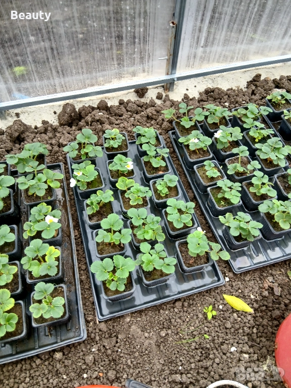 Ягоди разсад, снимка 1