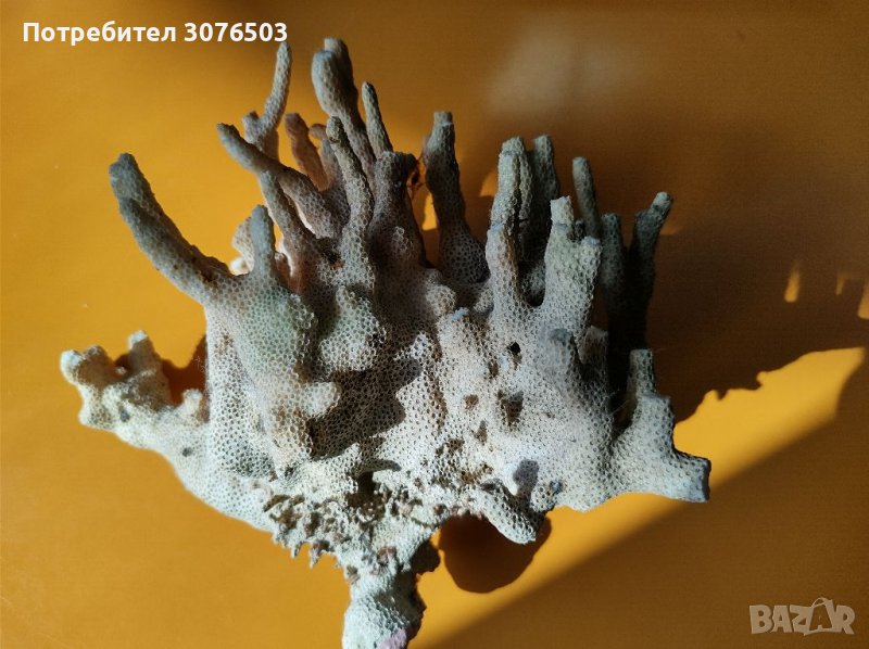 Стилофора корал, снимка 1
