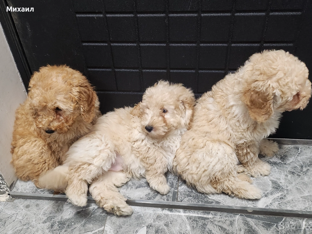 Пуделчета, снимка 1