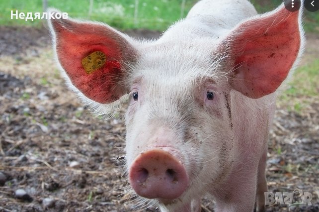 ремарке за прасенца, снимка 1