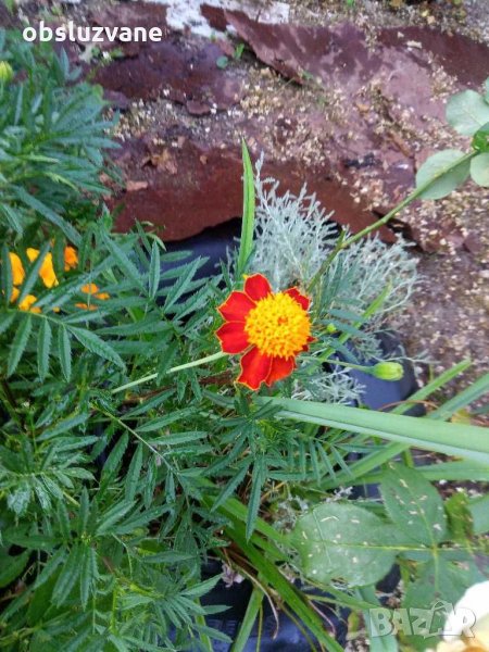 Семе от Тагетес, турта, турско цвете, френски невен, двуцветно 💥, снимка 1