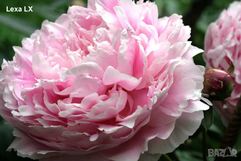 Божури кичести, снимка 1