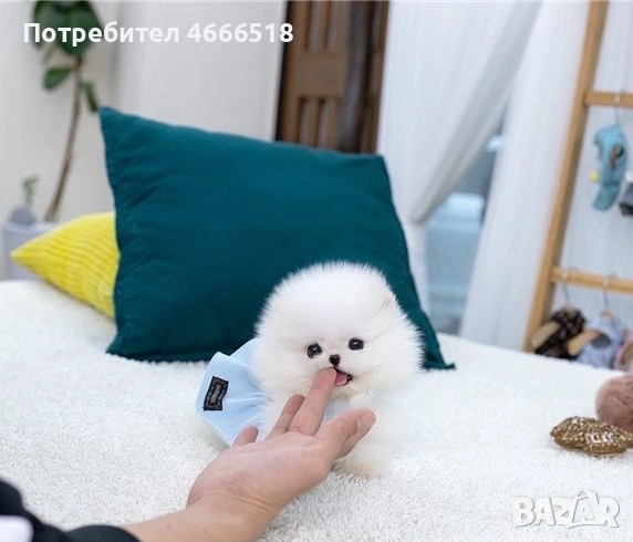 Мини померан, снимка 1