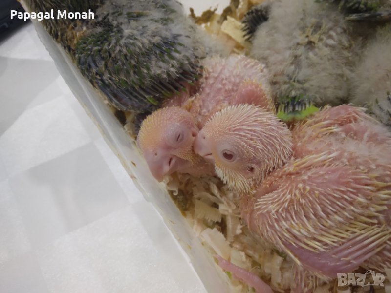 Ръчно хранени папагали Монах, снимка 1