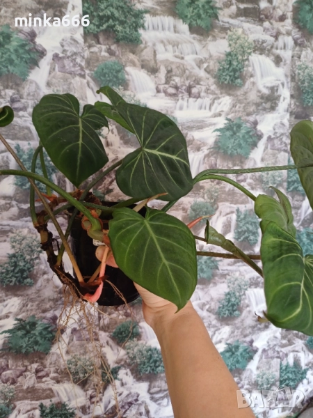 Филодендрон зебра , снимка 1