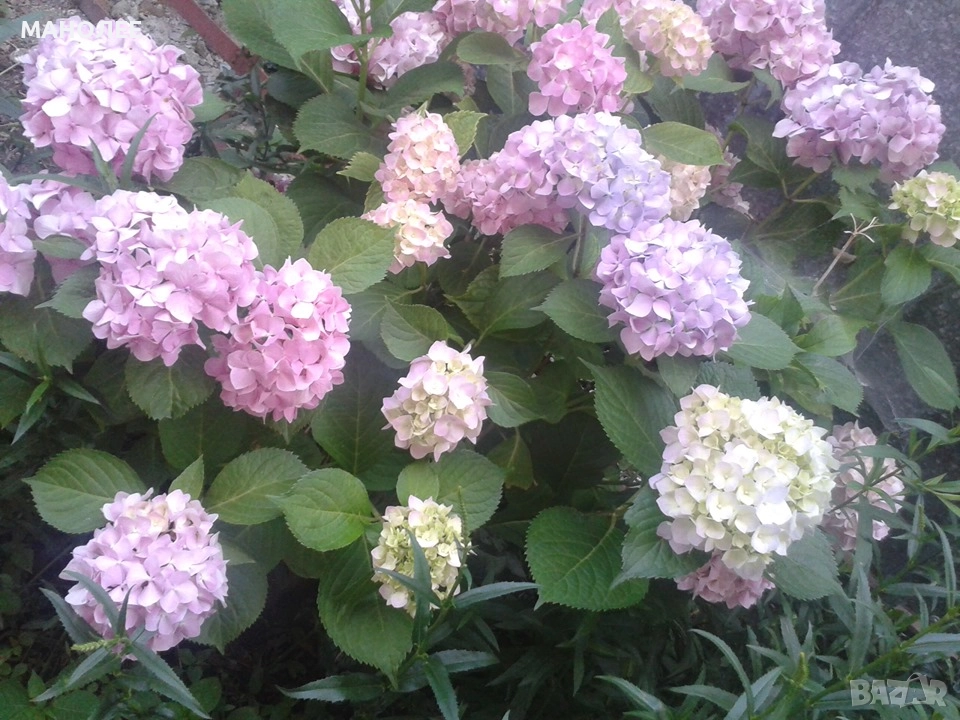 хортензия  - 2 цвята, снимка 1
