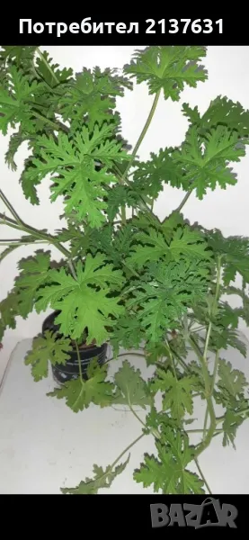 АРОМАТНО ИНДРИШЕ  - голямо растение , снимка 1