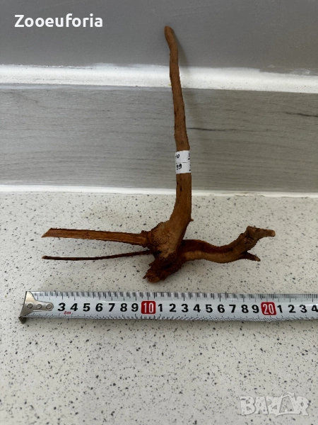 Корен Азалия 1, снимка 1