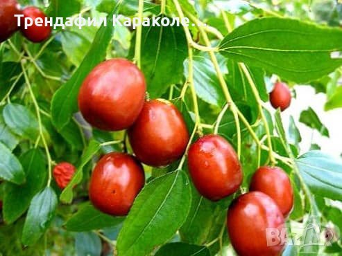 Китайска фурма --хинап ,смокиня и лешник дафинов лист,бяла череша              , снимка 1