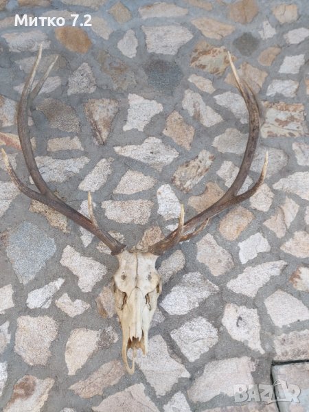 Трофей от голям благороден елен, снимка 1
