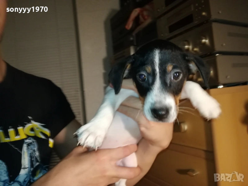 ДЖАК РЪСЕЛ С ПАСПОРТ И ВАКСИНА-ЖЕНСКО В ТРИ ЦВЯТА 1110252252, снимка 1