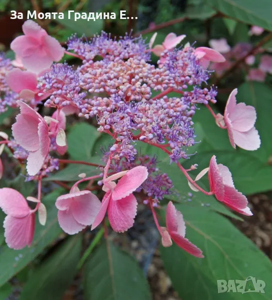 Горещ шоколад - Хортензия, снимка 1