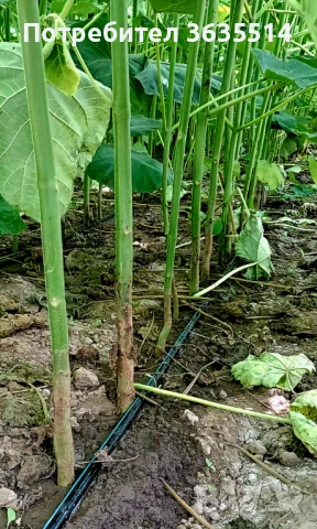 Пауловния БГ ООД фиданки Shan Tong – промо пакети и коренови резници, снимка 5 - Разсади - 53907322