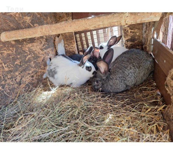 Зайци, снимка 3 - Други животни - 44157003