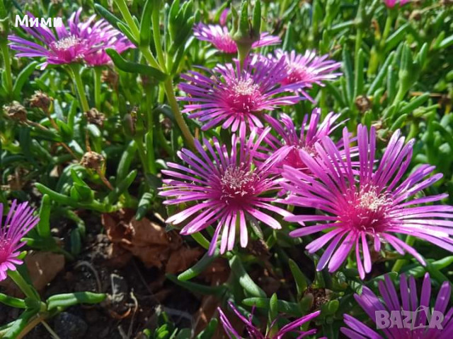 Долосперма -лилава, снимка 2 - Градински цветя и растения - 44731852