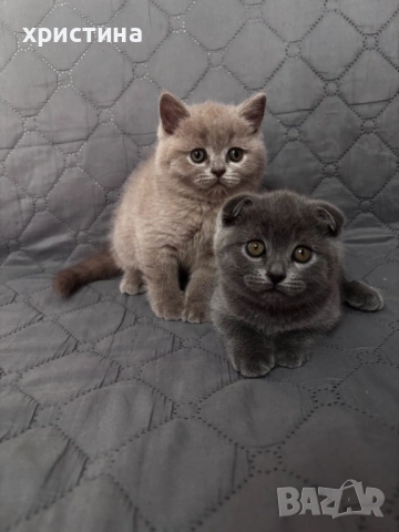 Британски късокосмести котета 