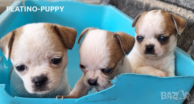 Мини чихуахиа, снимка 7 - Чихуахуа - 54315444