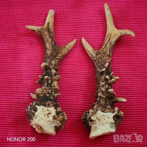 Рога от млад благороден елен. 