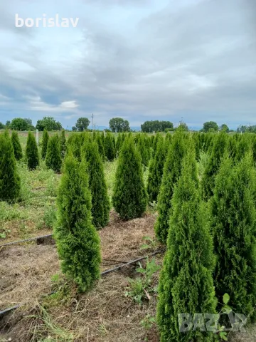 Туя, даника и ауреа нана, снимка 5 - Градински цветя и растения - 50420048