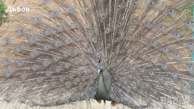 Ферма за пауни,Бургас - продава пауни, снимка 3 - Други - 52197820