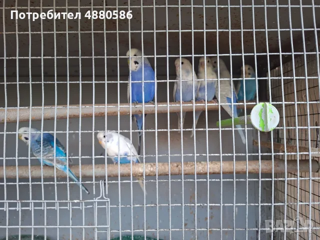 Папагали.. папагали, снимка 5 - Папагали - 56105859