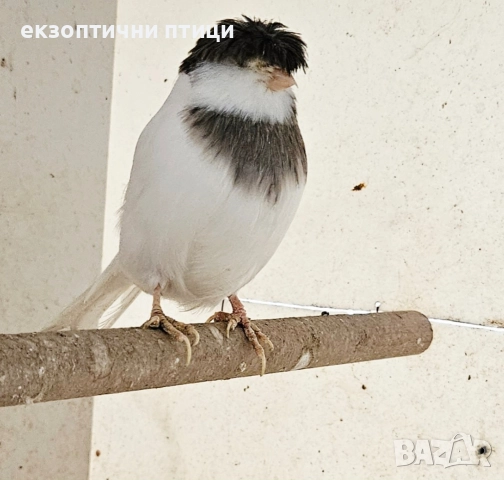 Продавам женски Глостер , снимка 4 - Канари - 52974654