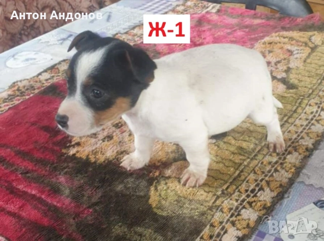 Джак Ръсел Териер, снимка 5 - Джак ръсел териер - 53382159