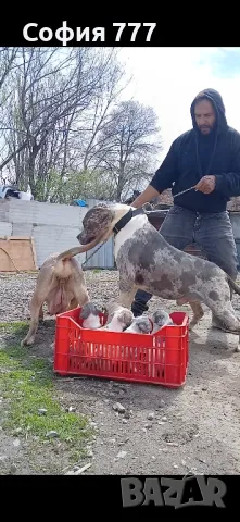 малки и страхотни бебета американско були, снимка 3 - Питбул - 49763725