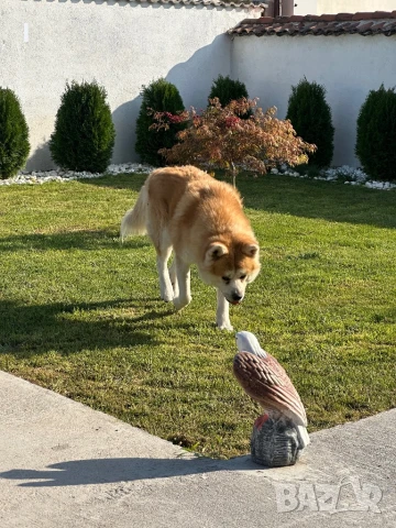 Акита ину , снимка 3 - Акита ину - 50579093