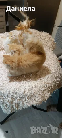 Персийски котки