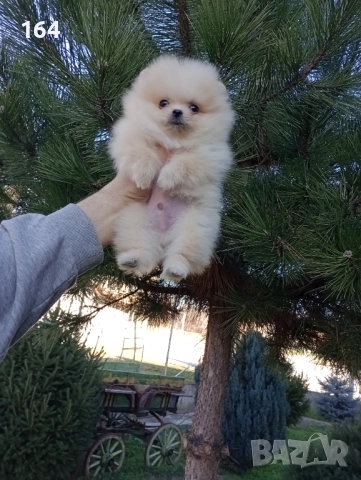 Мини момченце.Померан. Реални снимки от 29.12.25 г. , снимка 9 - Померан - 52885649