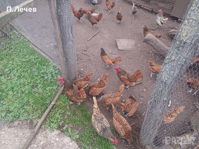 Зибрайт , снимка 2 - други­ - 51337633