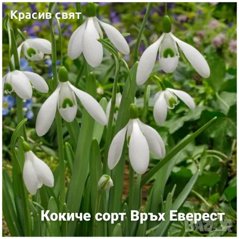 Кокичета за есенно засаждане, снимка 2 - Градински цветя и растения - 56538601