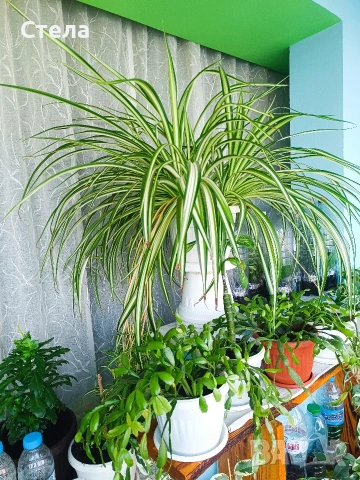 Хлорофитум бял, снимка 2 - Стайни растения - 54083035