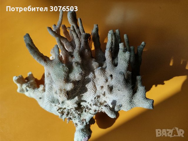 Стилофора корал, снимка 1 - Други - 37192946