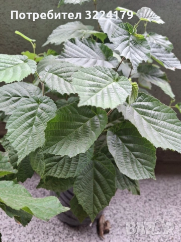 Разсад лешници - Римски, Ран Трапезундски, снимка 2 - Разсади - 51781976