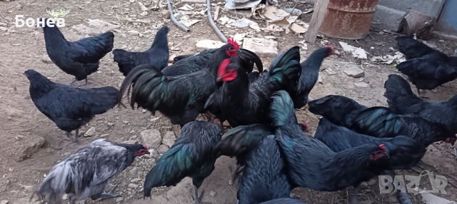 Петли Австролорп, снимка 7 - Кокошки и пуйки - 52185791