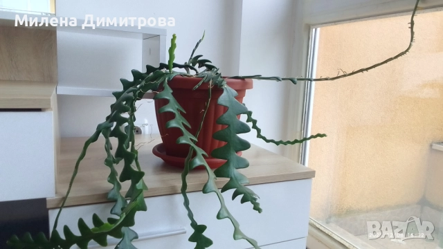 Epiphyllum anguliger кактус зигзаг